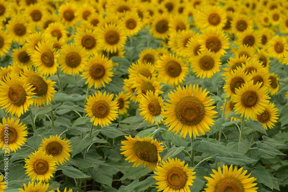 A lot of full blooming sunflowers. Sunflowers are blooming densely in the field. Summer August in Japan. A lot of full blooming sunflowers. Sunflowers are blooming densely in the field. Summer August in Japan.