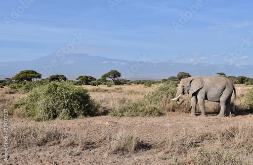 Wide Shot of Elephant and Kilimanjaro, Amboseli National Park, Kenya