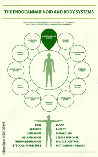 Endocannabinoid and Body Systems vertical infographic