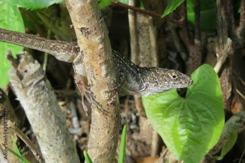 Florida anole lizard on tree