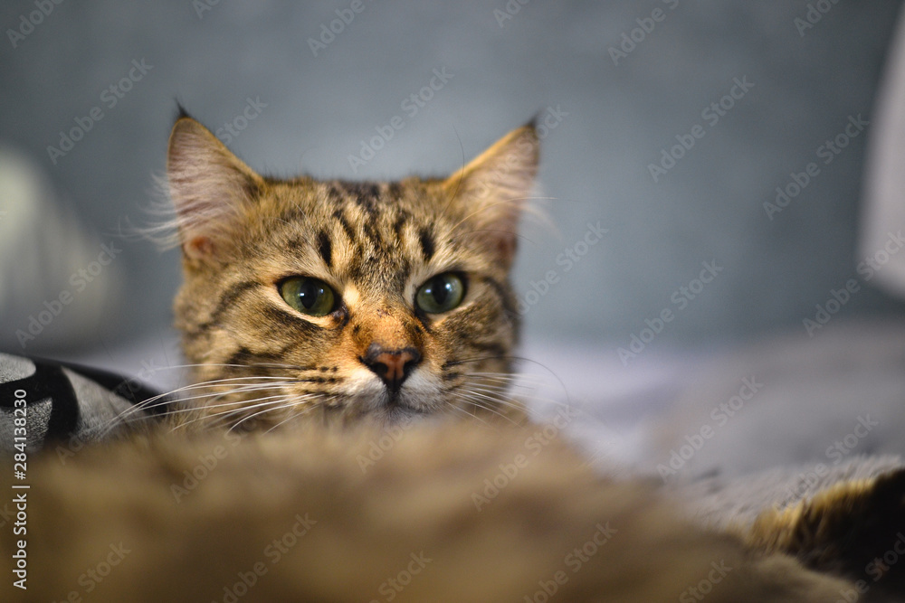 Beautiful cute cat portrait close up