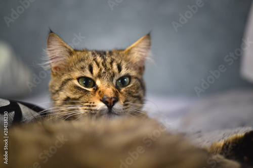 Beautiful cute cat portrait close up