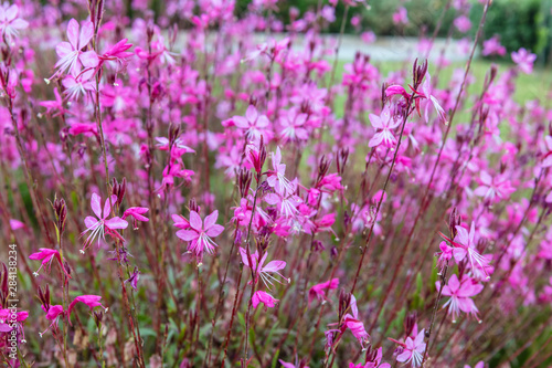 Small dark pink flowers Gaura lindheimeri Belleza in a garden.