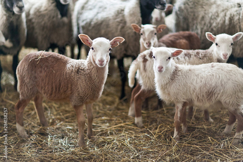 Little cute brown lambs in a stall. photo