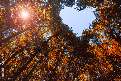 Autumn Forest with Heart Shaped Blue Sky