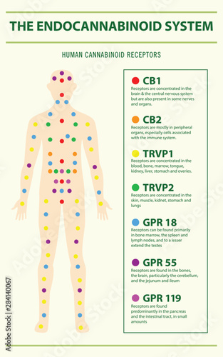 Endocannabinoid System and Human Receptors vertical infographic
