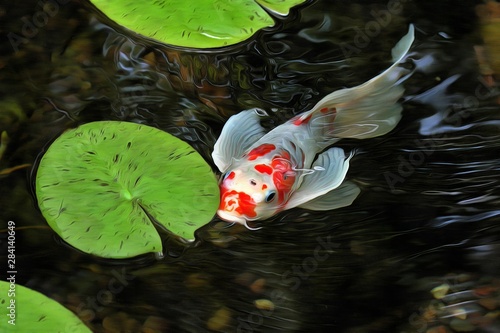 Foto Beautiful Japanese koi fish