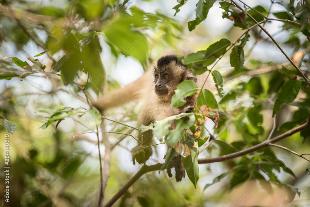 Fototapeta premium Brown striped tufted capuchin monkey,Amazon jungle,Brazil