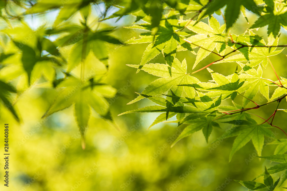 the beautiful autumn color of Japan green maple leaves on tree in japan garden the beautiful autumn color of Japan green maple leaves on tree in japan garden