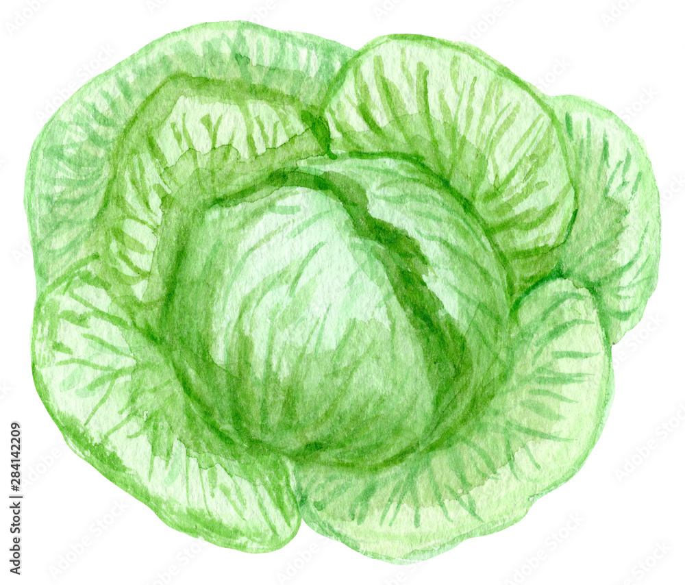 Fototapeta premium Hand painted watercolor cauliflower. Cabbage Isolated on white background.