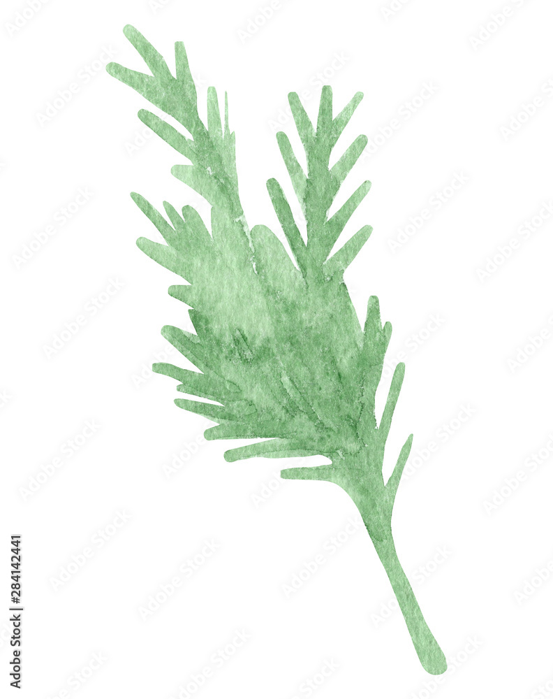 Fototapeta premium Hand painted watercolor parsley. Isolated on white background.