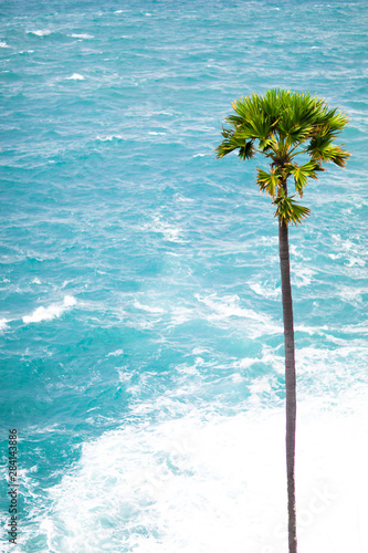palm tree on the beach