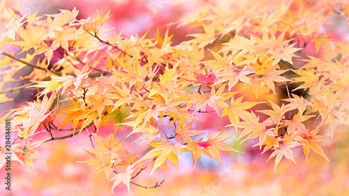 Watercolor of Maple leaf  Autumn leaves 1