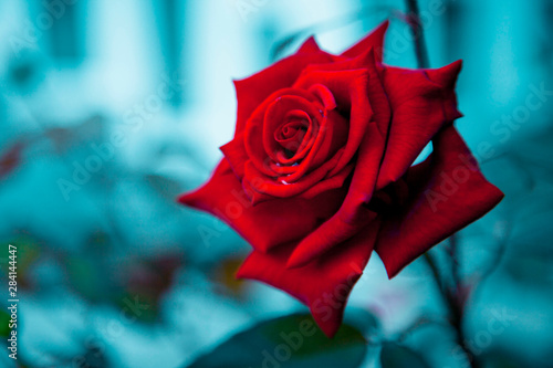 Red rose