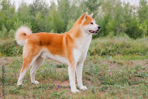 Obraz na płótnie Male purebred Japanese dog Akita inu