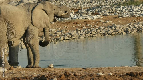 an African elephant 