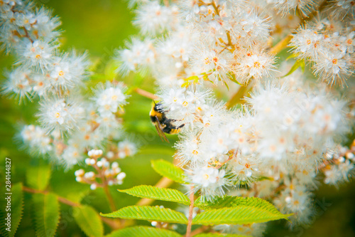Bee on a white flower