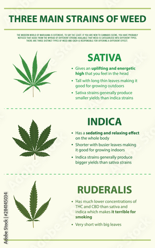 Three Main Strains of Weed vertical infographic