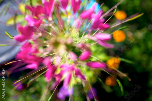 Bright pink and yellow flower