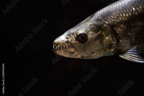 fish on white background