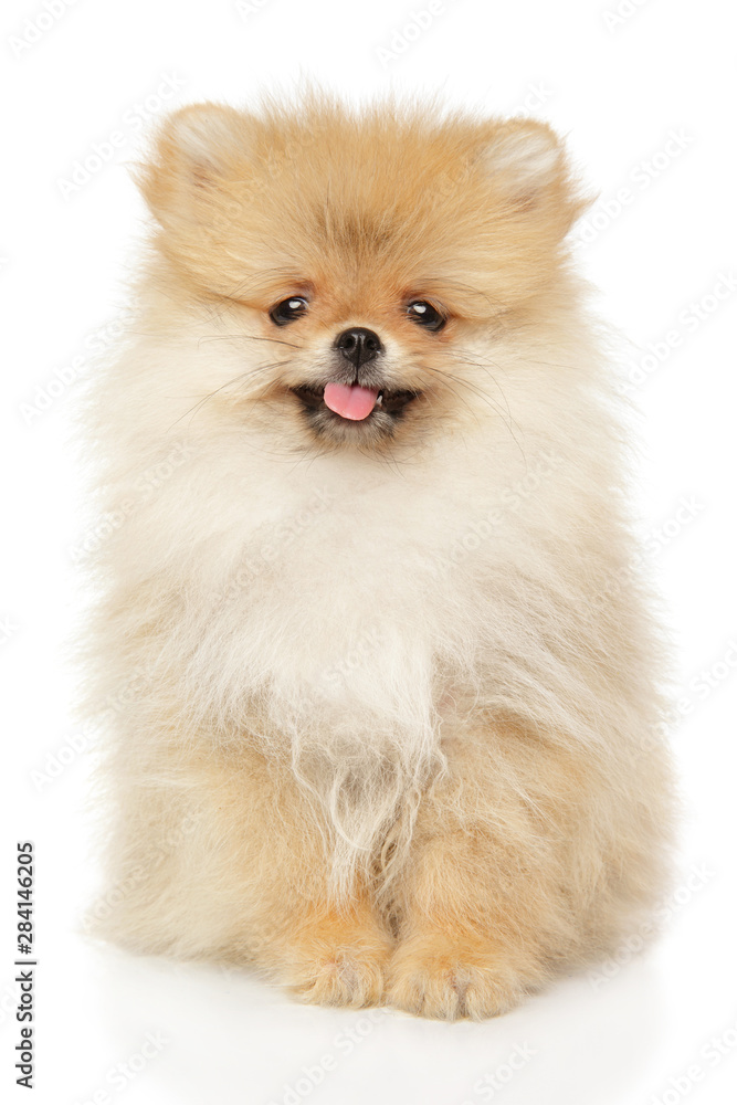 Cute Pomeranian Spitz puppy on white background