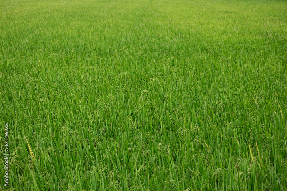 Rice paddy field in Thailand