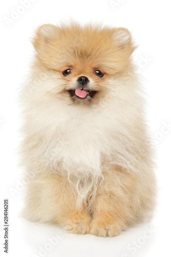 Cute Pomeranian Spitz puppy on white background