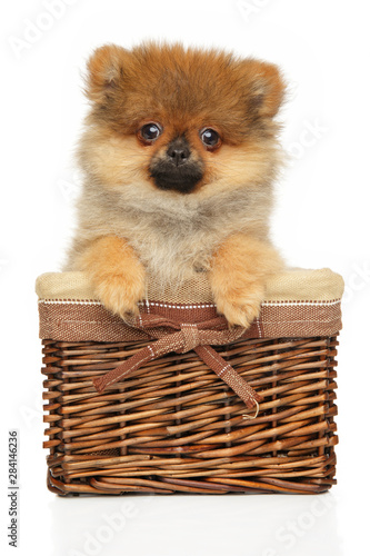 Funny Pomeranian Spitz puppy in basket