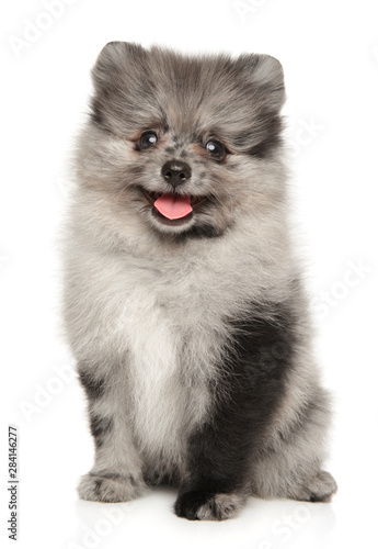 Happy Pomeranian Spitz puppy on white