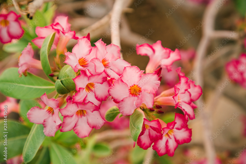 Close up of blooming flowers on luxury hotel pool and recreation area background. Travel concept. Close up of blooming flowers on luxury hotel pool and recreation area background. Travel concept.