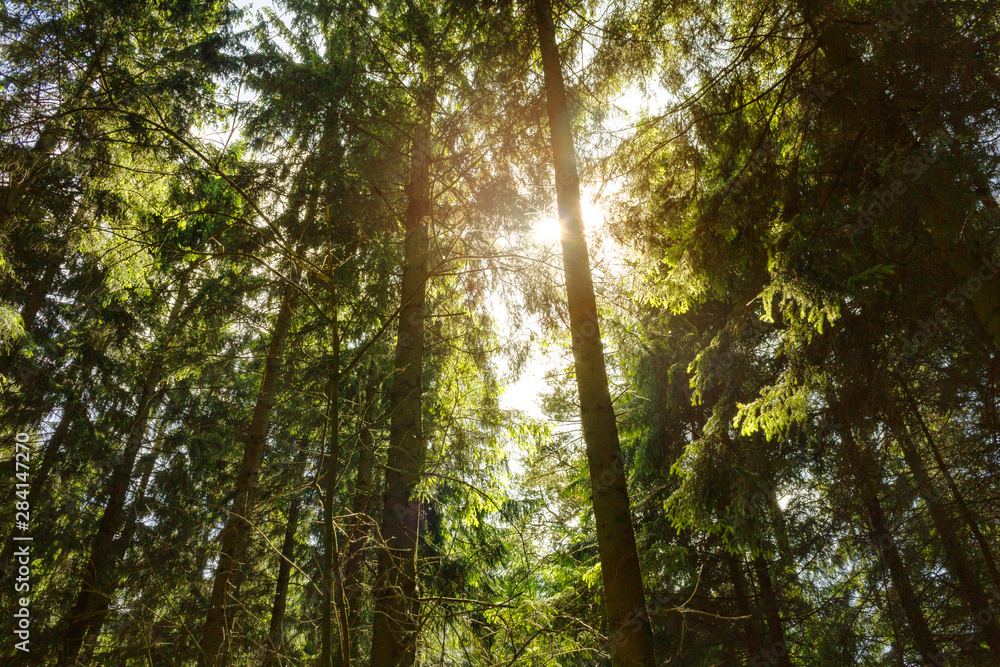 Obraz premium Sonnenlicht bricht durch dichten Nadelwald mit Farnen und grünem Unterholz Dickicht, mystischer Wald gesund, natürlich