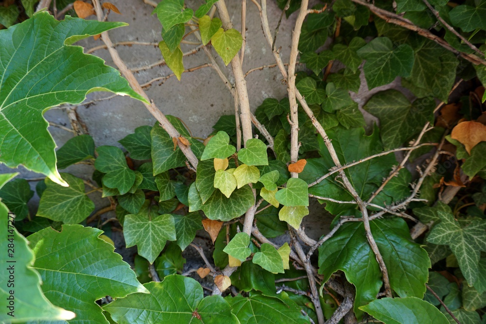 Vines and ivy leaves 01