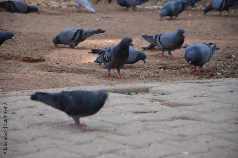 Fototapeta premium birds