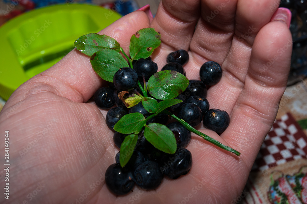 A sprig of fresh blueberries in the palm of your hand A sprig of fresh blueberries in the palm of your hand