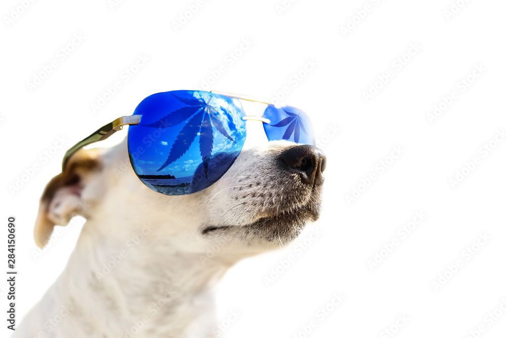 jack russell sunglasses