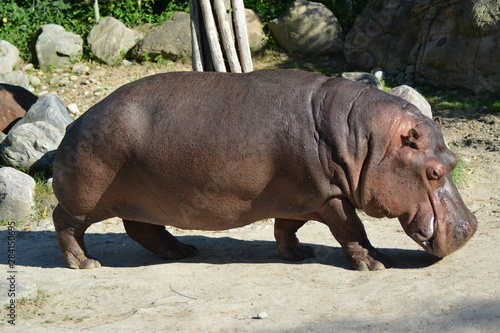 Walking hippo
