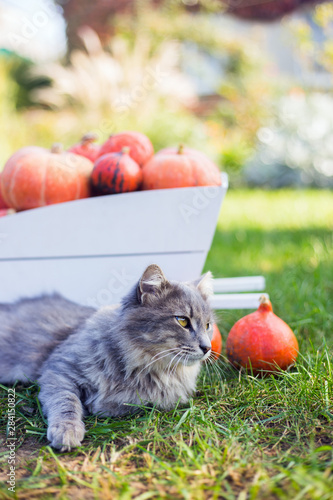 Gray domestic cat lying on grass near white decorative wooden cart full of orange pumpkins in the backyard surrounded by green nature in the garden.