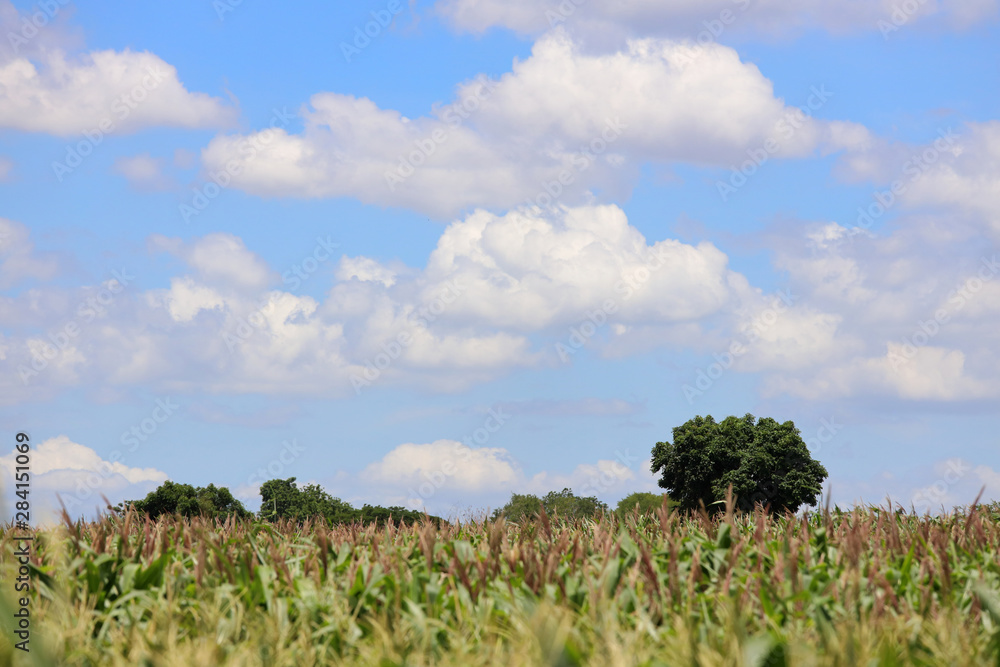 Corn field and beautiful clouds sky background. Corn field and beautiful clouds sky background.
