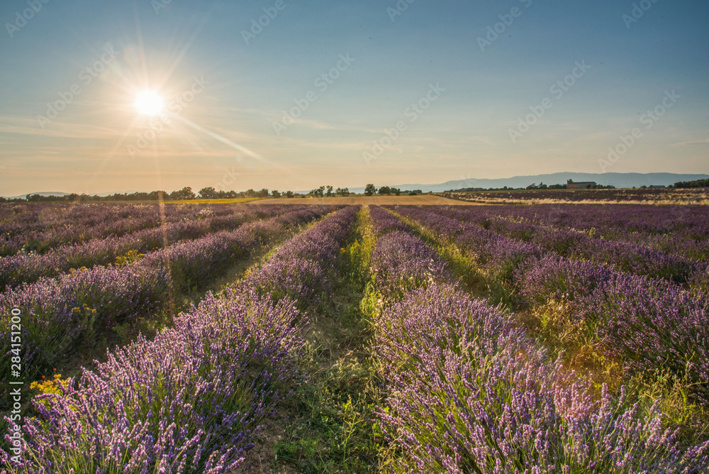 Fototapeta premium Valensole couché de soleil