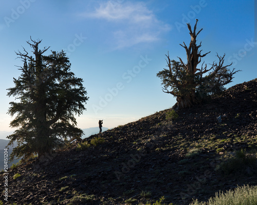 Bristlecone Tree in Mountain with photogrpaher photo