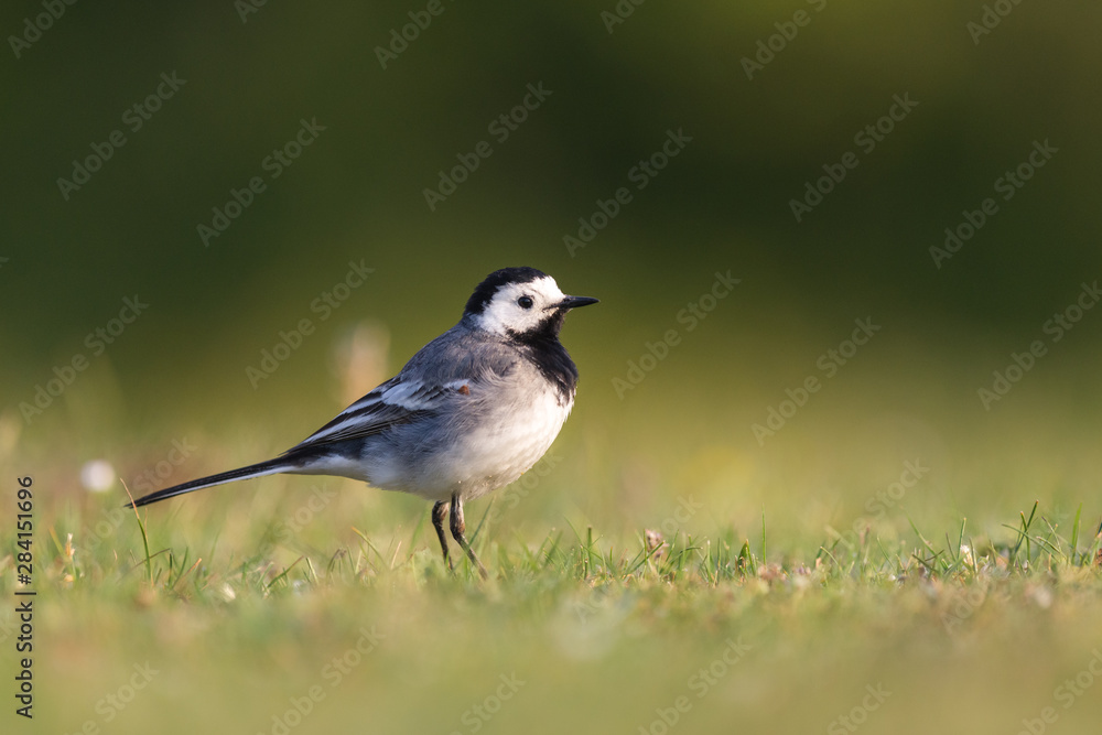 Obraz premium bird in the nature