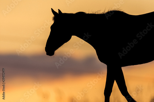 backlight with horse and sunset