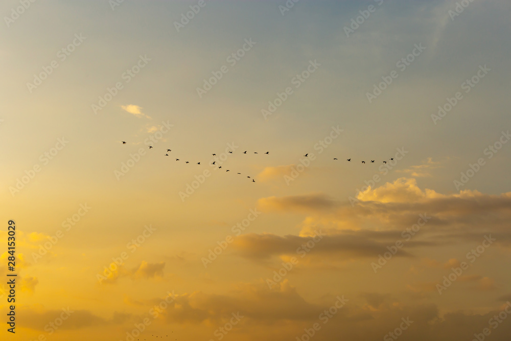 Beautiful sunset with bird group evening clouds sky with dramatic light for background