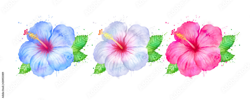 Watercolor illustration set of Hibiscus Watercolor illustration set of Hibiscus