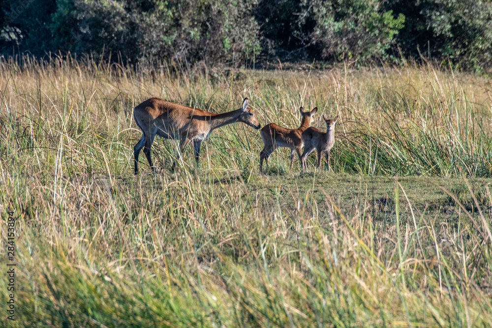 Fototapeta premium Lechwe doe and fawns