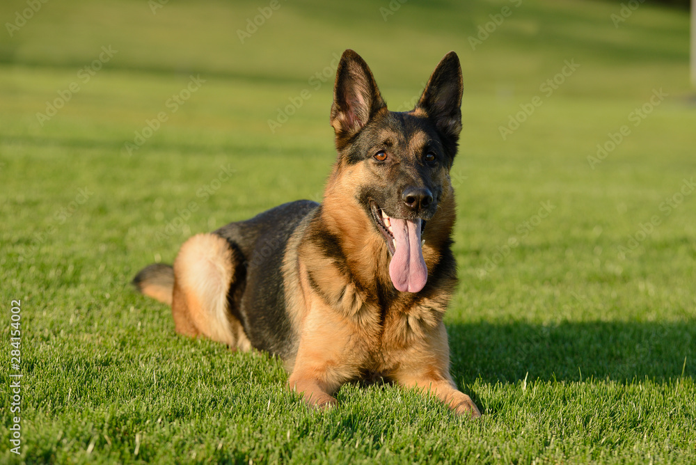 German shepherd walks on the grass in the park