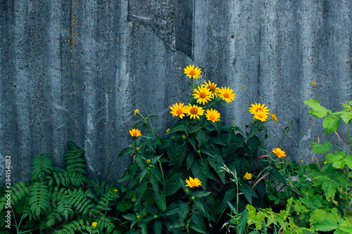 Yellow flowers over gray fence background. Nature background with a lot of copy space for text. Abstract  colorful background. 
