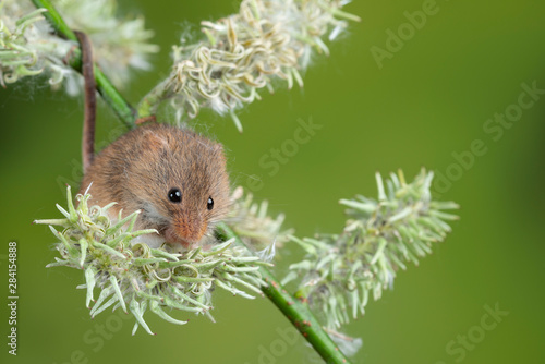 Adorable cute harvest mice micromys minutus on white flower foliage with neutral green nature background