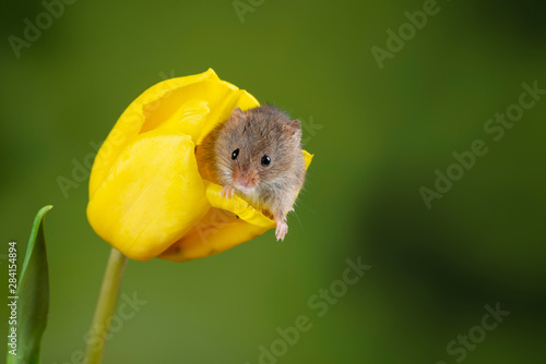 Adorable cute harvest mice micromys minutus on yellow tulip flower foliage with neutral green nature background photo