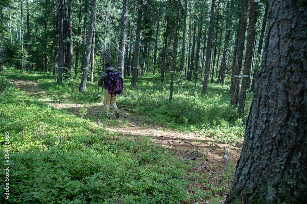 A man with a large tourist backpack traveling through the woods, ecotourism concept.